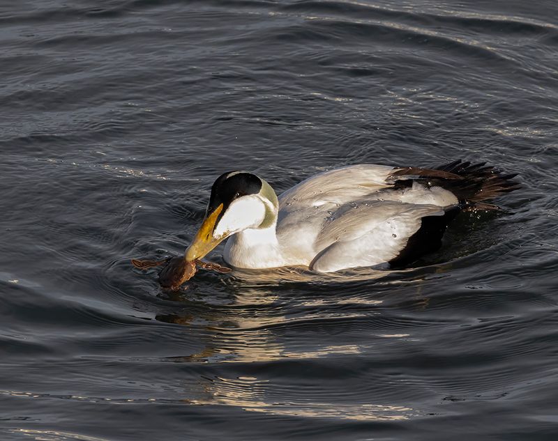 Eider.