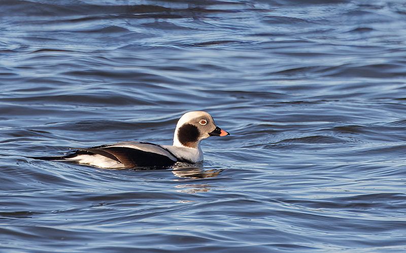 Long-tailed  Duck.