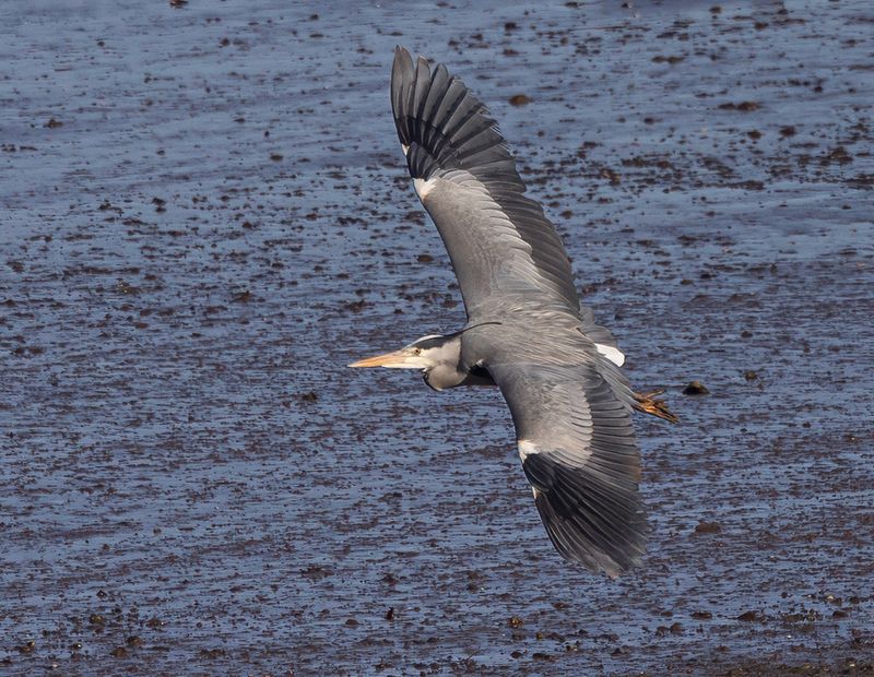 Grey heron.