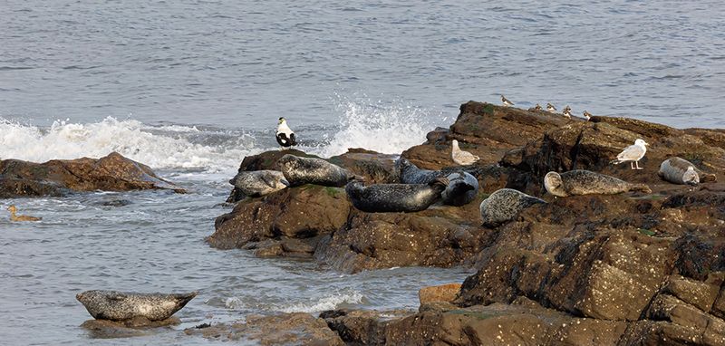 Harbour seals at East Wemyss. 