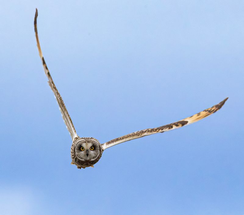 Short-eared owl.