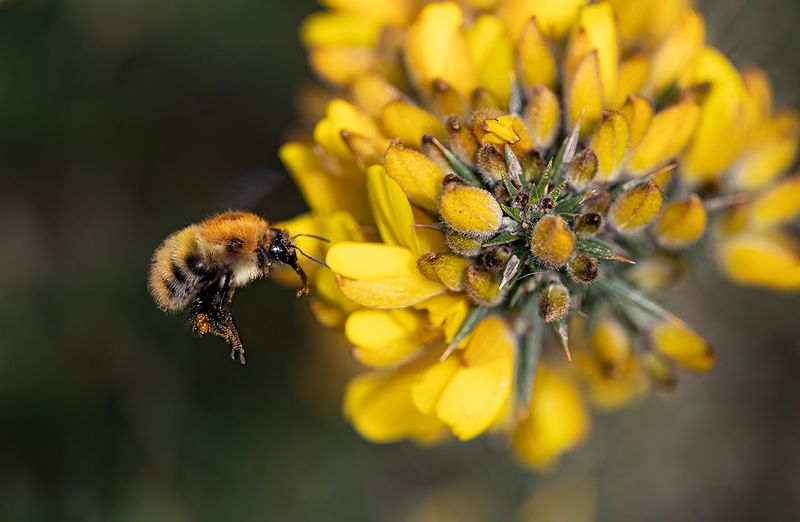 Carder bee approaching gorse.