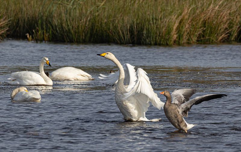 Whooper and Greylag.
