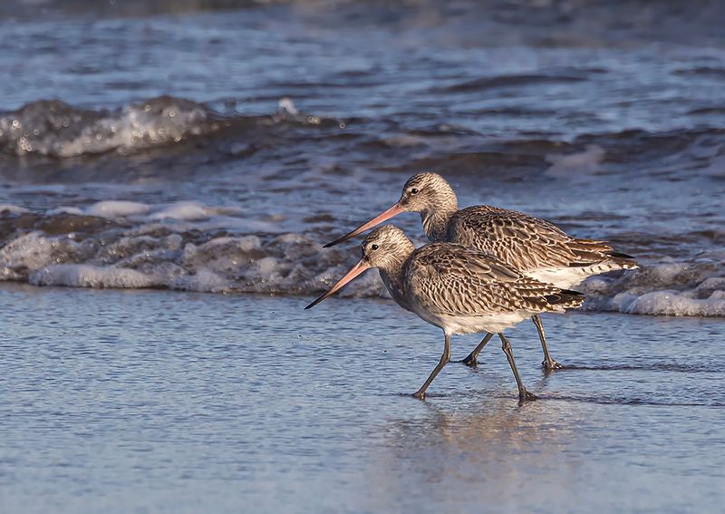 Bar-tailed Godwits.