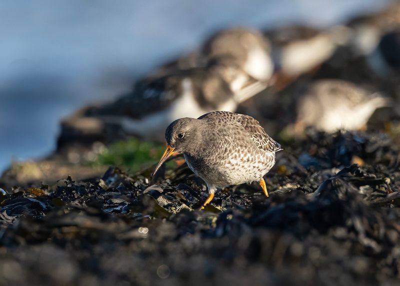 Purple sandpiper.