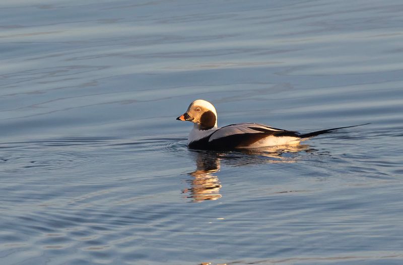 Long-tailed duck.