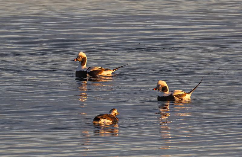 Long-tailed ducks.