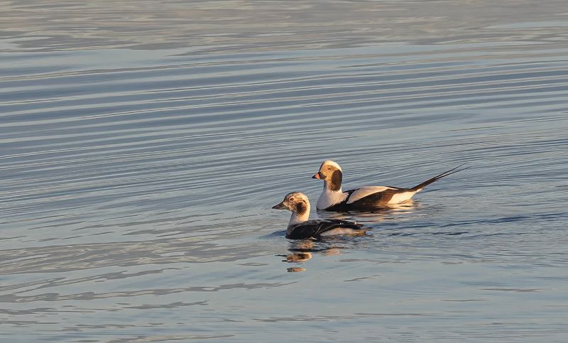 Long-tailed duck.