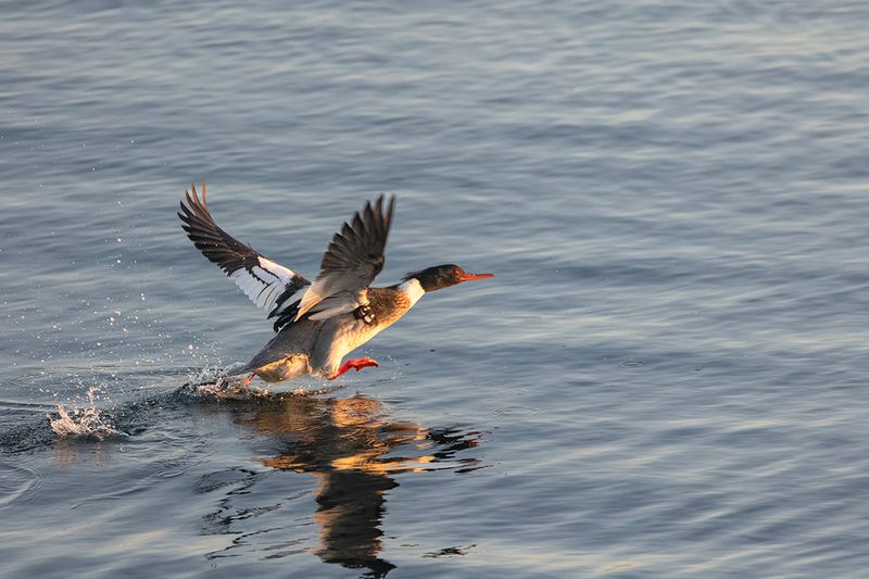 Red-breasted Merganser.