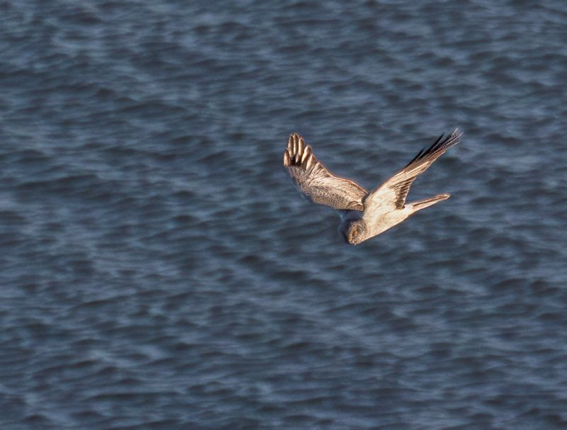 Hen harrier.