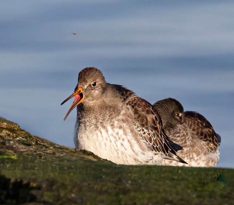 Purple sandpiper. 