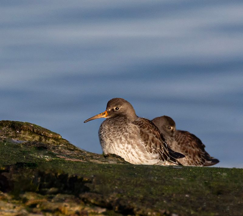 Purple sandpiper. 