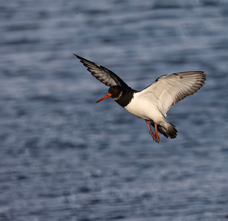 Oystercatcher.