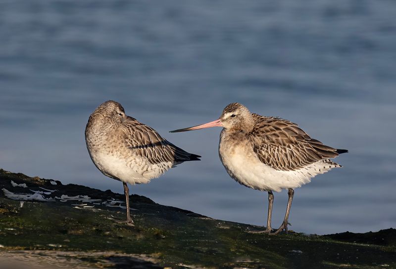 Bar-tailed godwits.