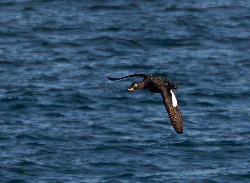 Velvet scoter.