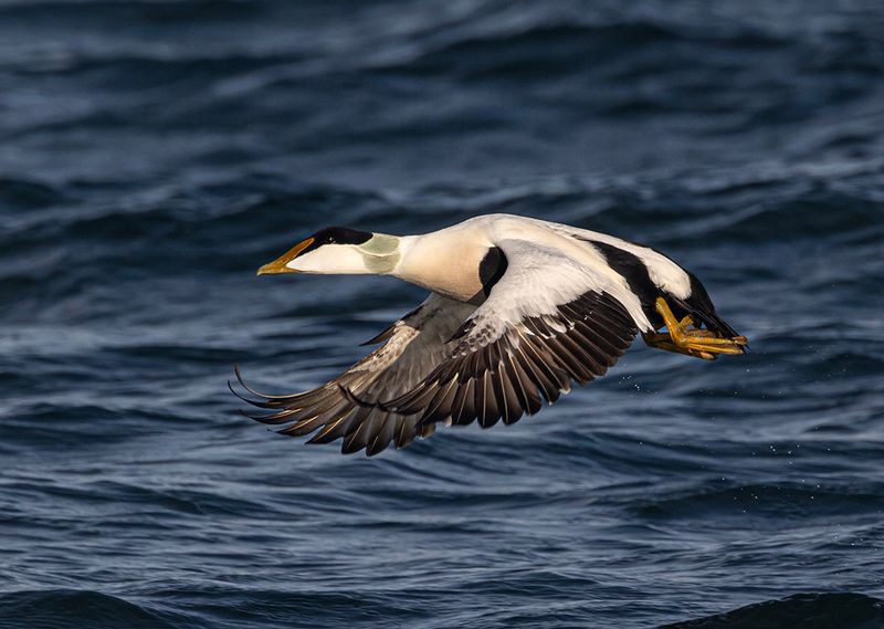 Eider. 