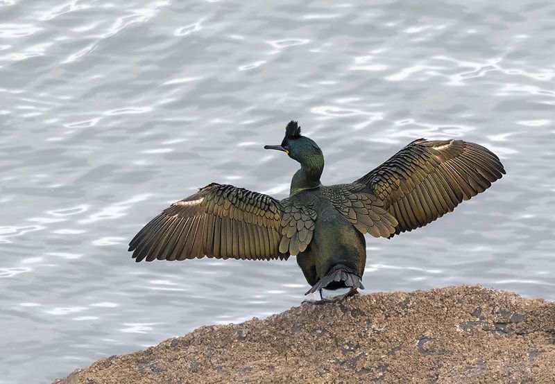 European shag.