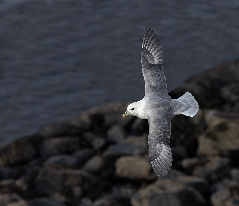 Fulmar. 