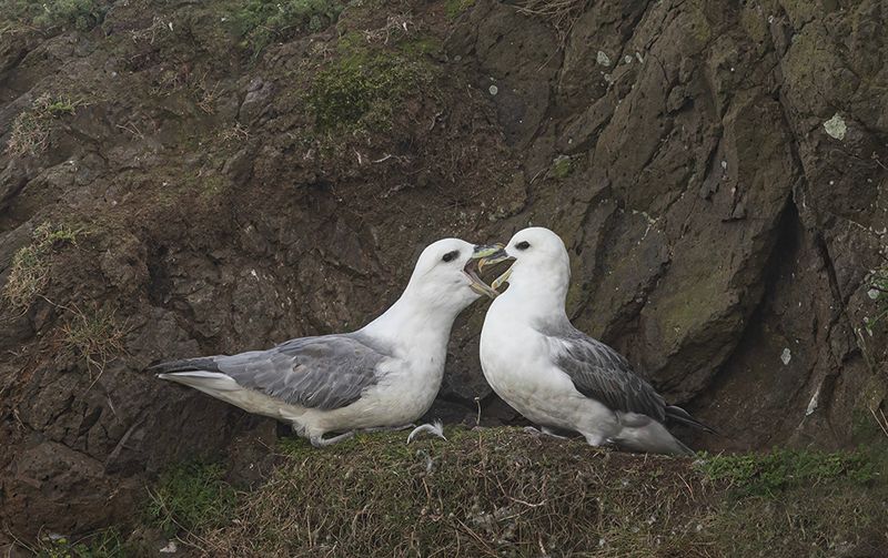 Fulmar pair. 
