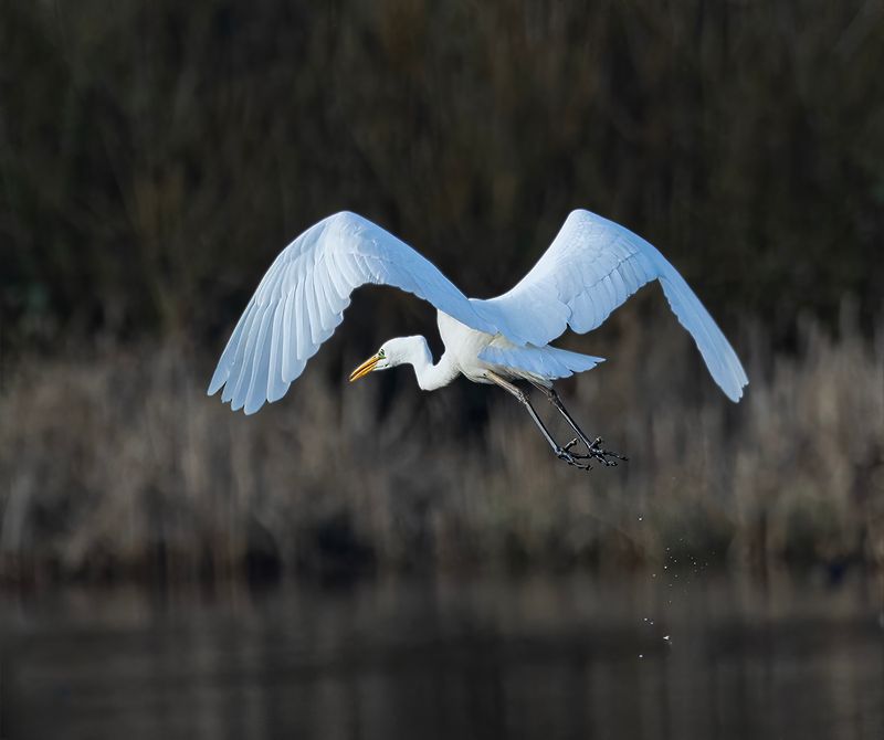 Great egret. 