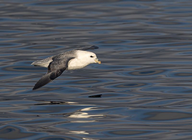 Fulmar 