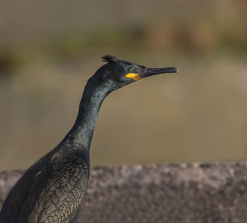 Shag. 