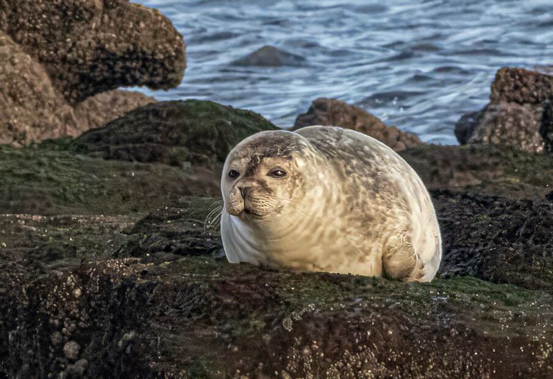 Harbour seal. 