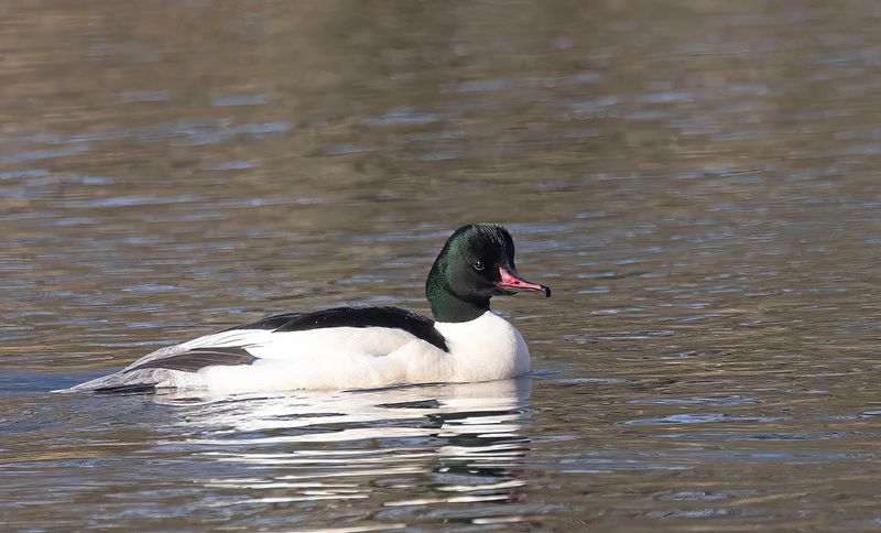Goosander. 