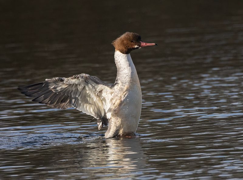 Goosander. 
