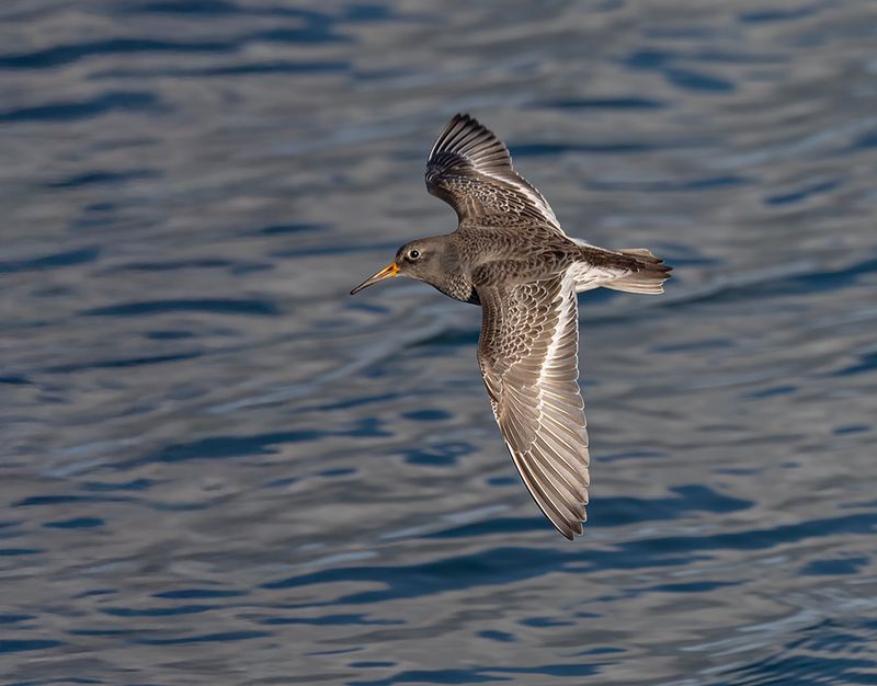 Purple sandpiper. 