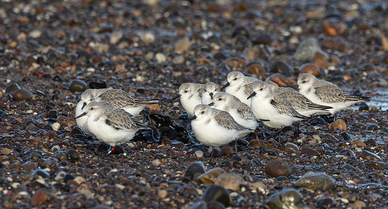 Sanderling. 