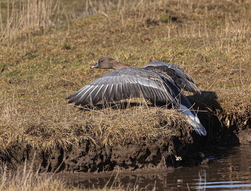 Pink footed goose.