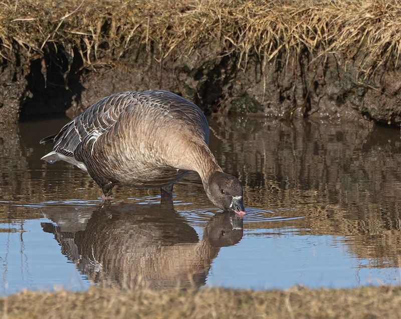 Pink footed goose.
