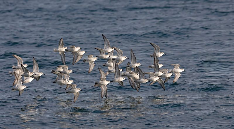Sanderling flock. 