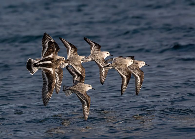 Sanderling + Turnstone.
