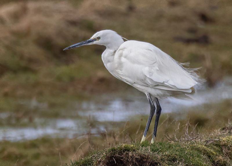 Little Egret. 