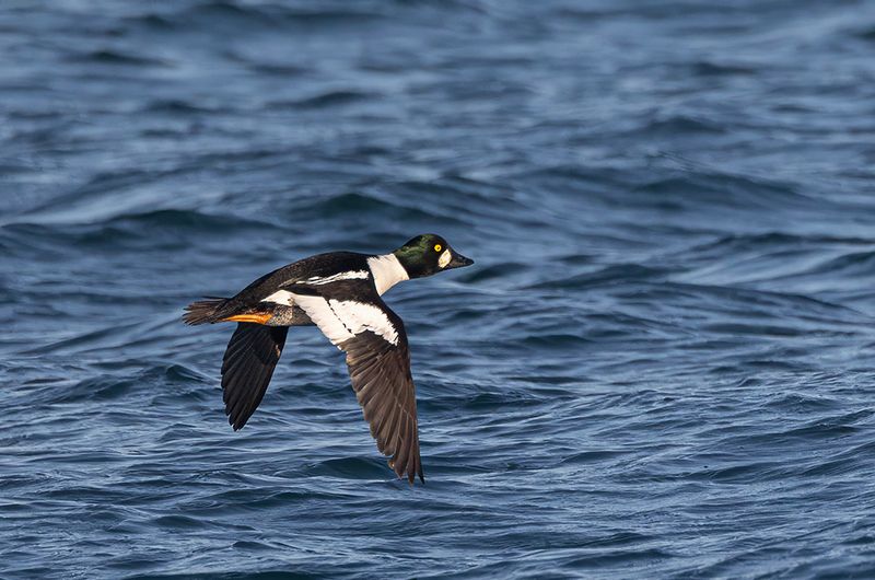 Goldeneye. 