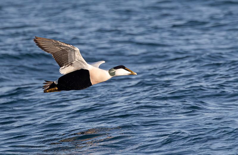 Eider. 
