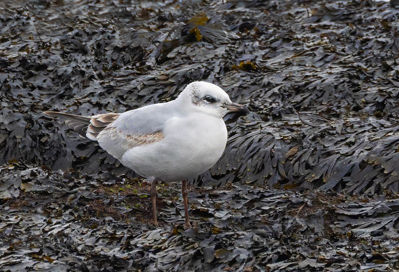 Mediterranean gull. 