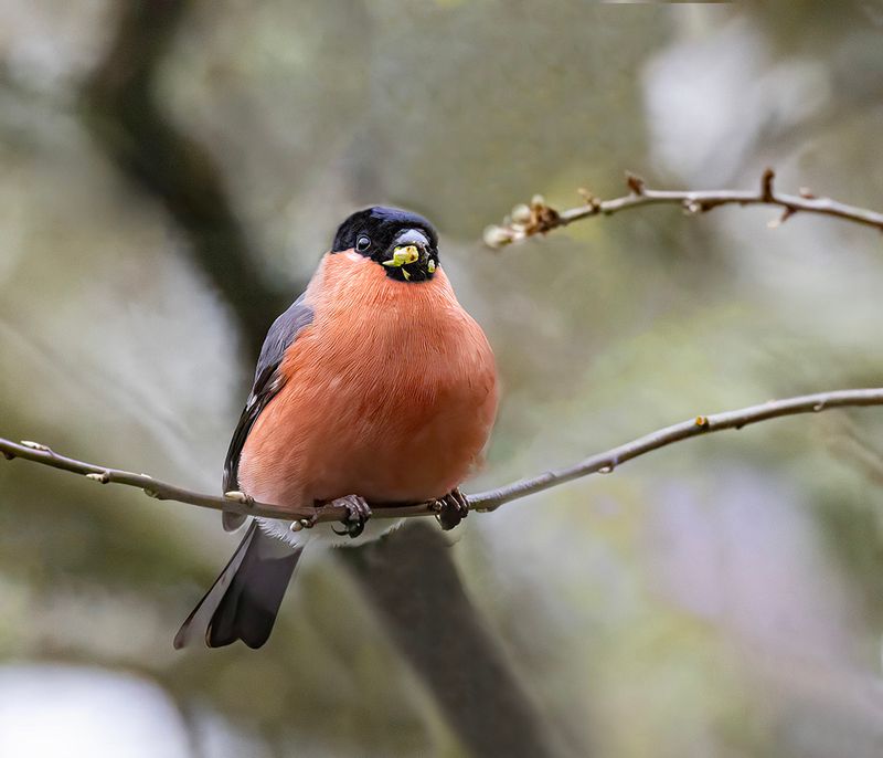 Bullfinch. 