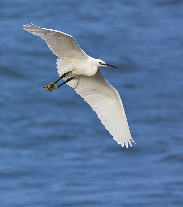 Little Egret. 