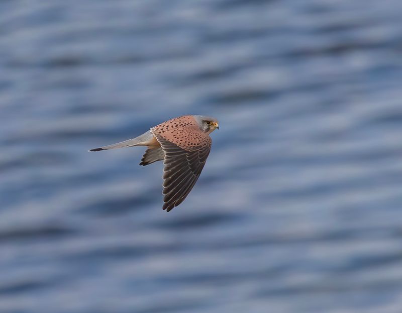Kestrel.