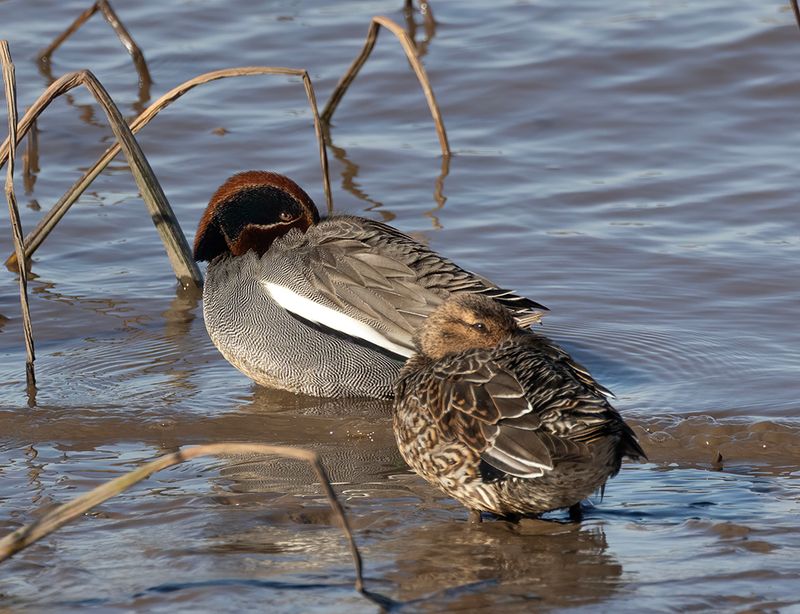 Teal pair.
