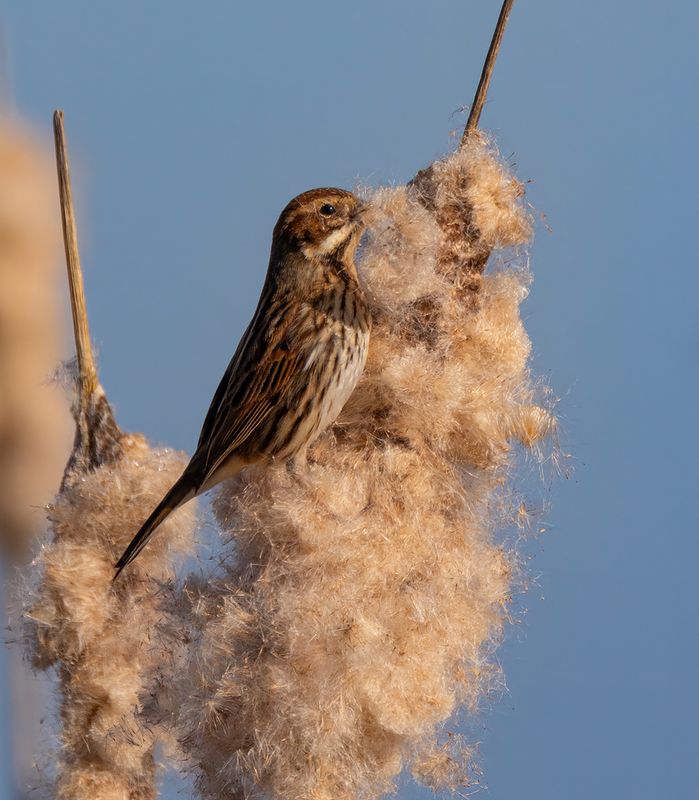 Reed Bunting. 