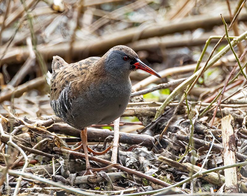Water rail.