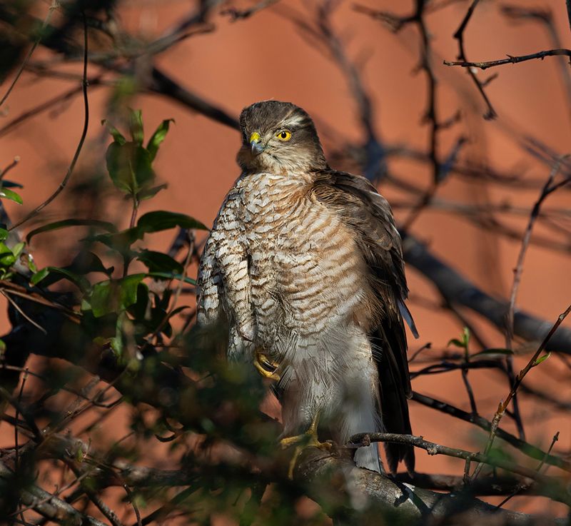 Sparrowhawk.