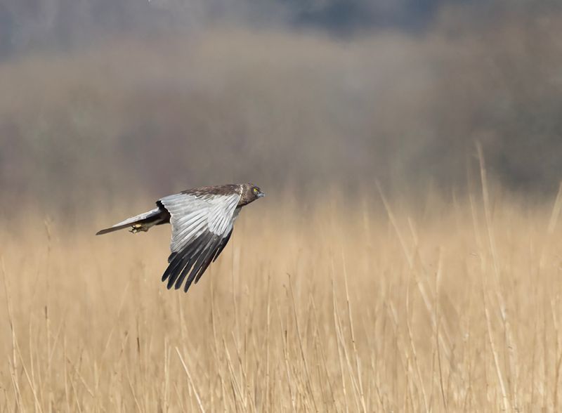 Marsh harrier.