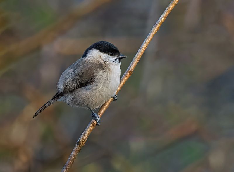 Marsh tit. 