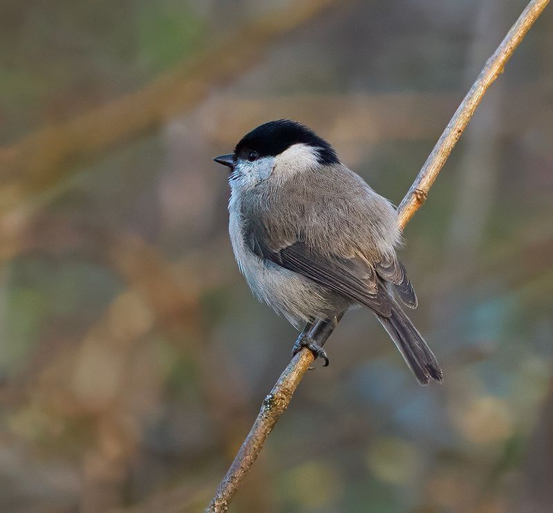 Marsh tit.