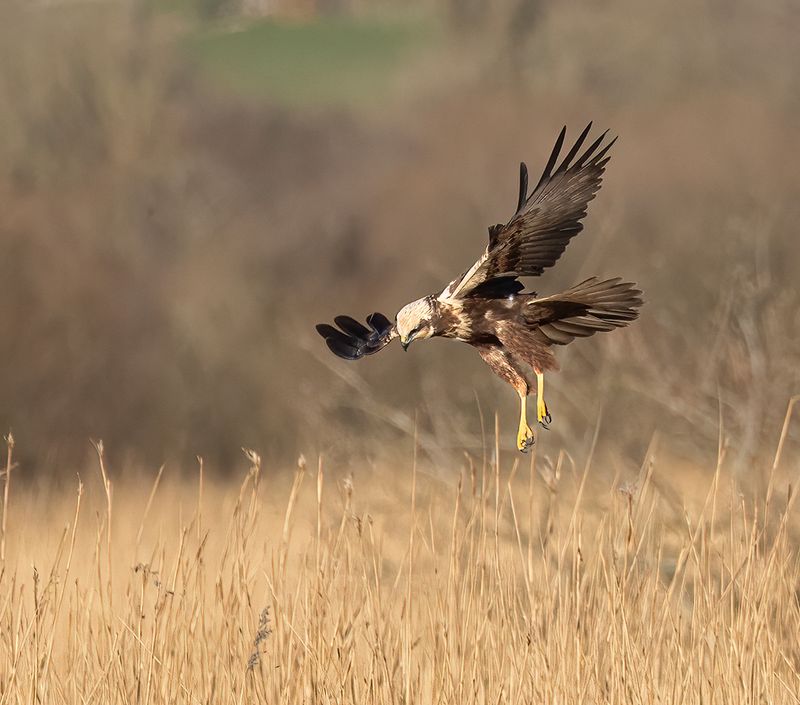 Marsh harrier.